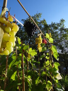 Fruitiers-bio-Essonne-91