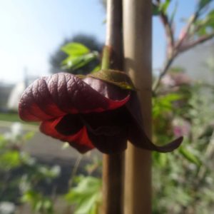 Asimina triloba fleur bio