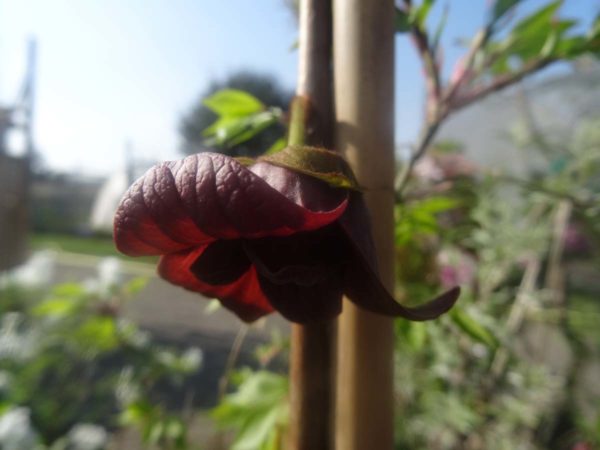 Asimina triloba fleur bio