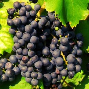 raisin bio baco noir