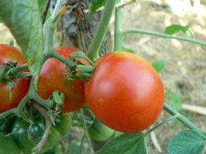 tomate bio et précoce bloody butcher