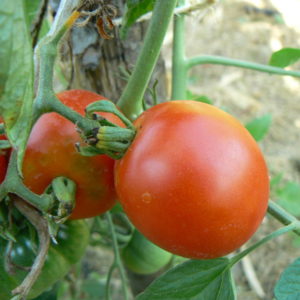 Tomates précoce Bio