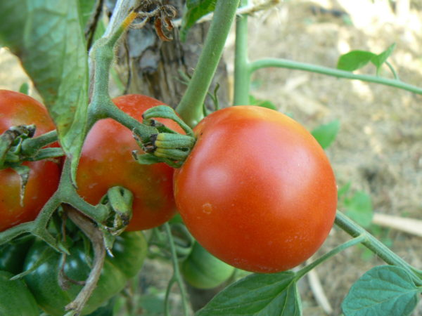 tomate bio et précoce bloody butcher