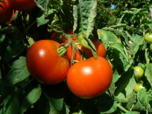 tomate naine bio buissonnante