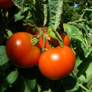 Tomates naines Bio