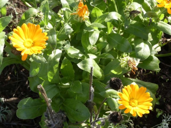 Calendula bio