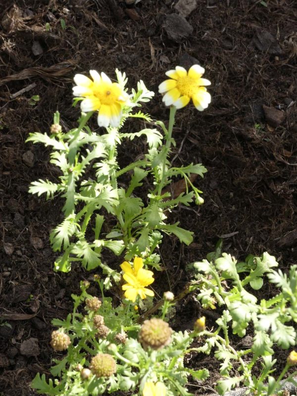 chrysanthème comestible bio