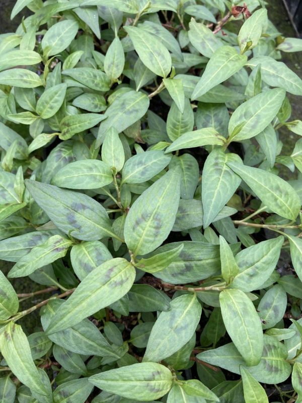 les feuilles de cette coriandre vietnamienne ont un arôme très complexe, un mélange de coriandre commun avec un parfum d'agrume et des notes poivrées, iodées et épicées qui lui donnent son goût unique.