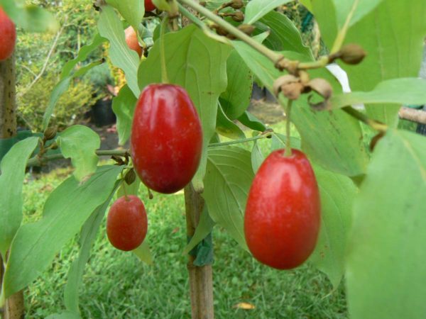 cornus-bio-mas-jolico