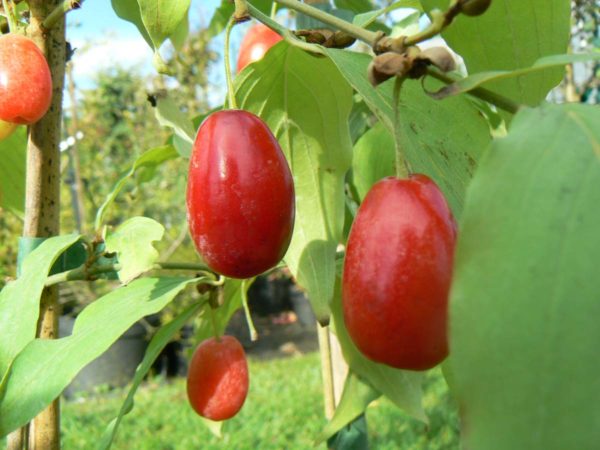 cornus-mas-jolico2-bio