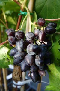 raisin noir bio damaris