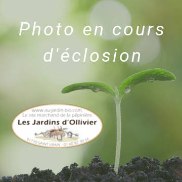 Décorations de jardin