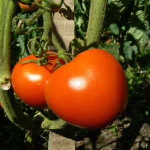 tomate bio précoce Money Marker