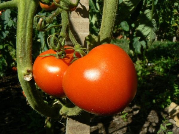 tomate bio précoce Money Marker