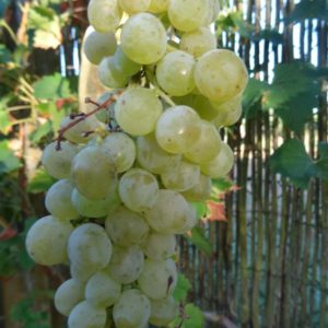 raisin-muscat-polonais-bio