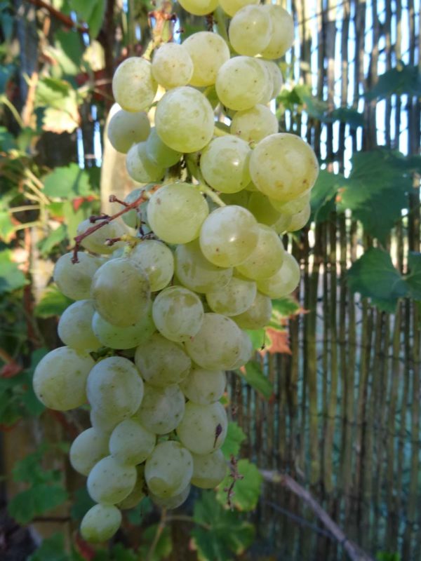 raisin-muscat-polonais-bio