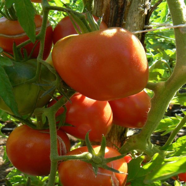 tomate bio olirose de st domine