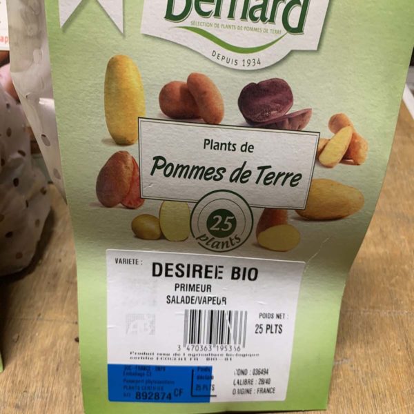 pomme de terre désirée bio