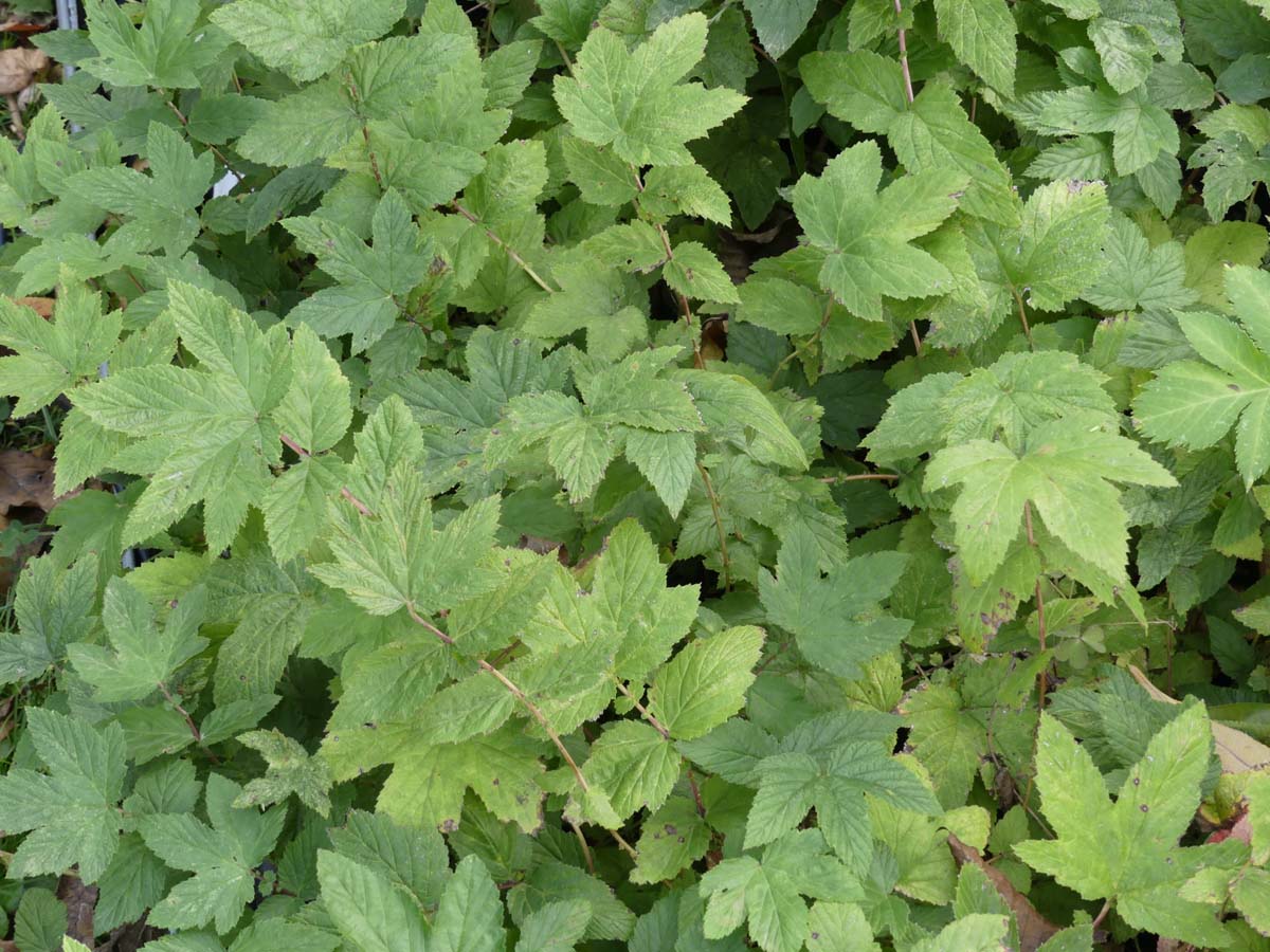 Reine des prés (Filipendula ulmaria) Herbothèque - Le jardin des vie-la-joie