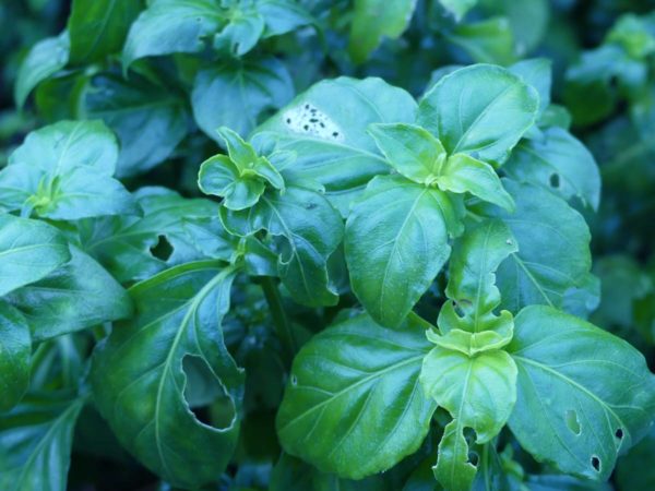 Plante au goût de champignon bio