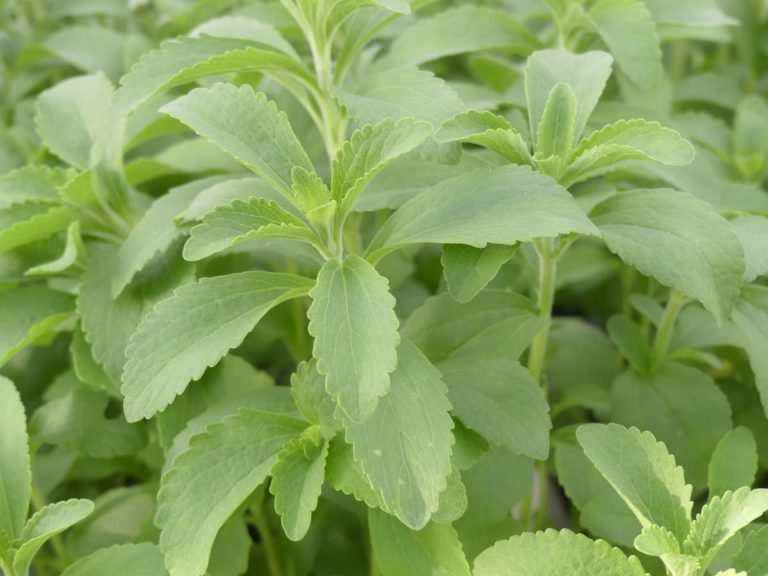 steviaplanteàsucre Les Jardins d'Ollivier