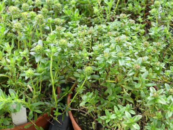 thym luisant thymus nitens bio