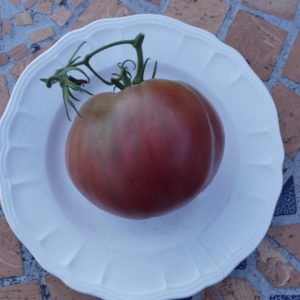 tomate coeur de boeuf Anna Russe