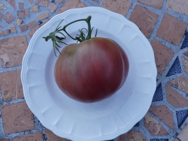 tomate coeur de boeuf Anna Russe