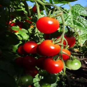 tomate cerise bio montplaisir