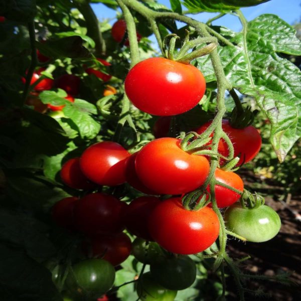 tomate cerise bio montplaisir