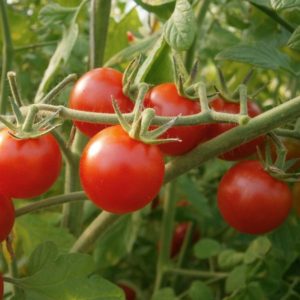 tomate cerise rouge bio