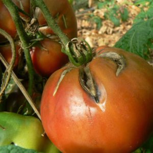 tomate-bio-charbonniere-du-berry-900