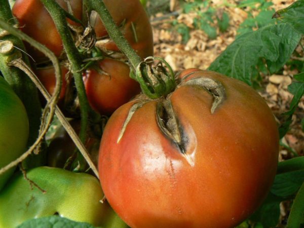 tomate-bio-charbonniere-du-berry-900
