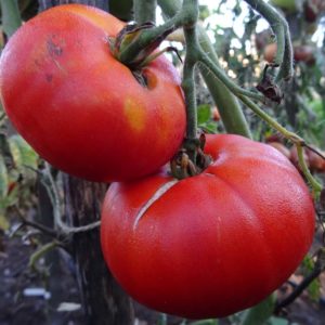 magique tomate chemin bio