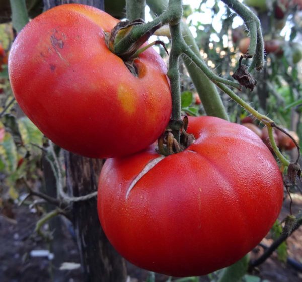 tomate-bio-chemin-900-magique tomate chemin bio