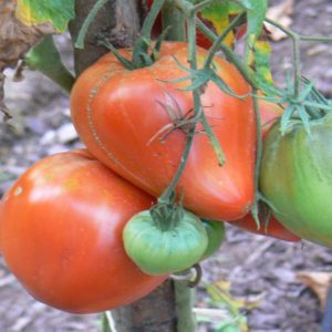 Tomate bio coeur de boeuf bio