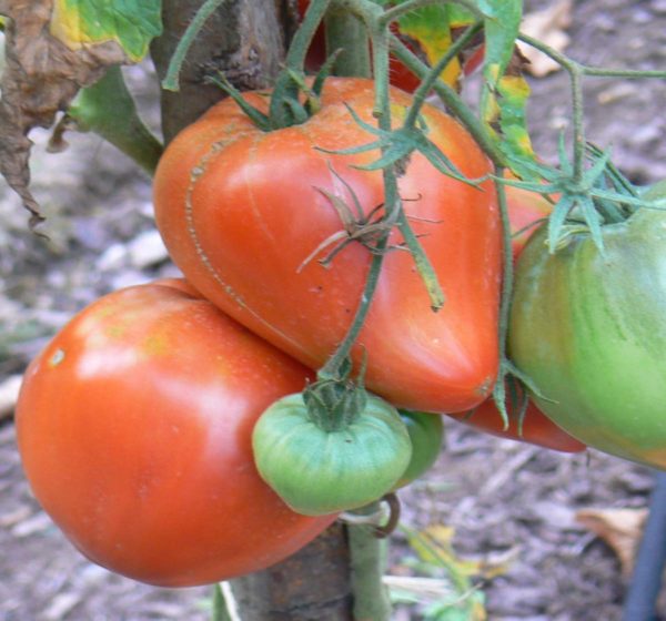 Tomate bio coeur de boeuf bio