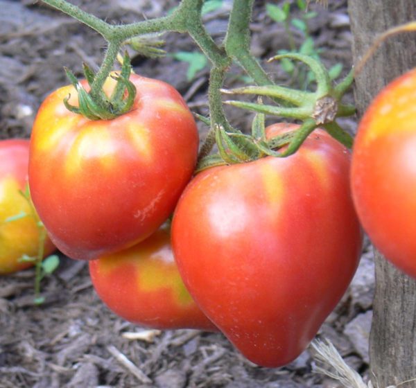 petite coeur boeuf bio ou tomate rein red bio
