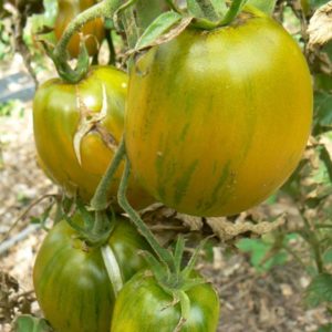 tomate-bio-dino-eggs