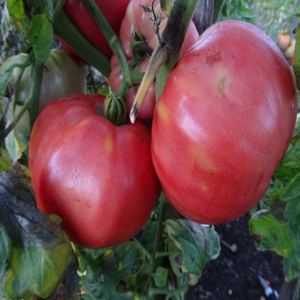 belle tomate bio la grosse bulgare