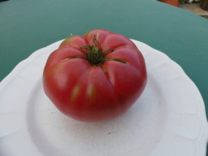 tomate bio grosse du cher