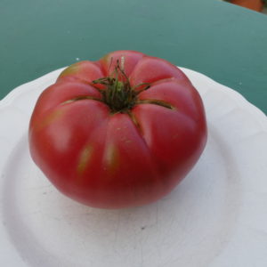 tomate bio grosse du cher