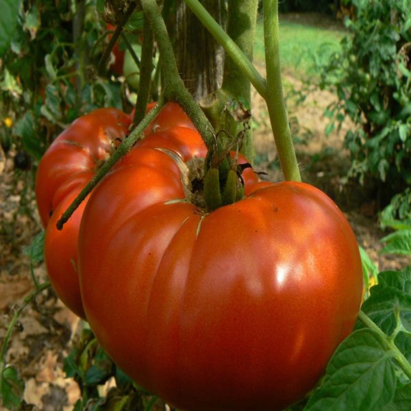Magnifique tomate bio grosse plat du Portugal un délice