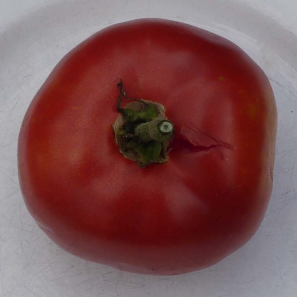 tomate bio joie de la table