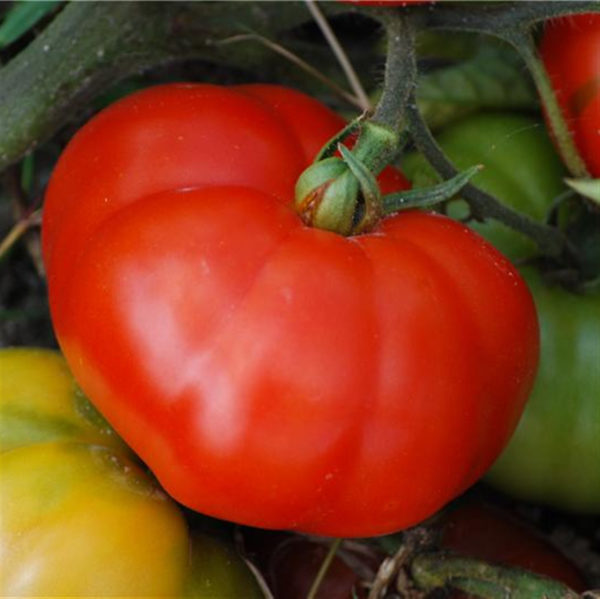 tomate marmande bio