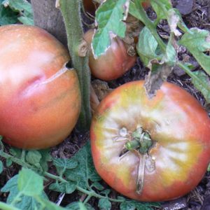 tomate-bio-noire-charbonneuse