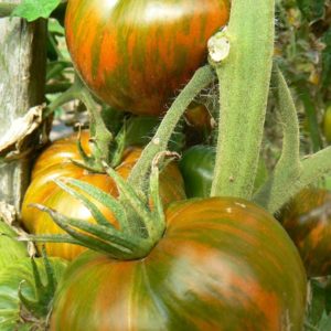 tomate-bio-paul-robson