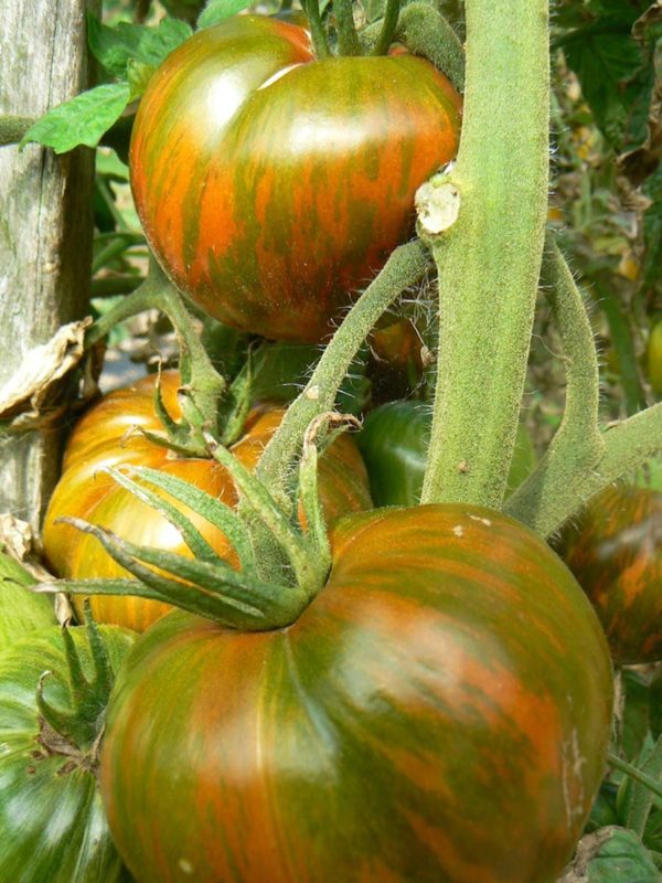tomate-bio-paul-robson