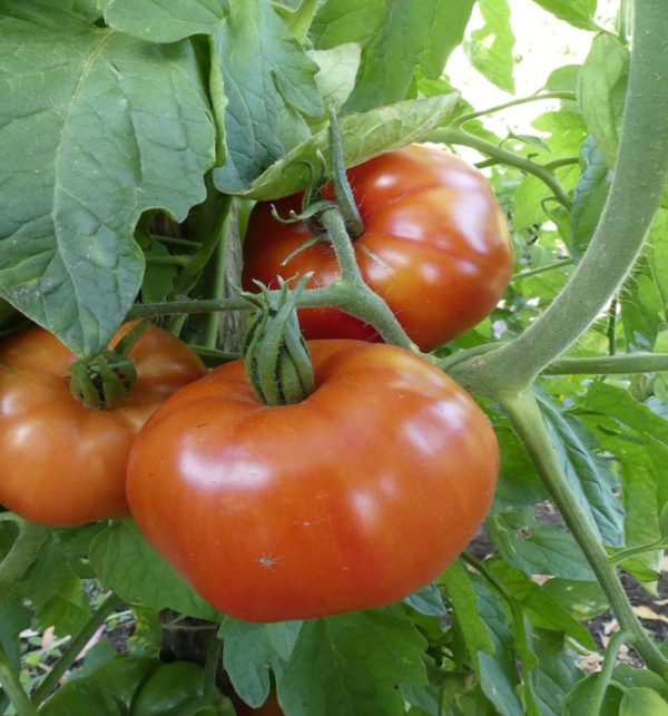 belle tomate bio perdrigeon
