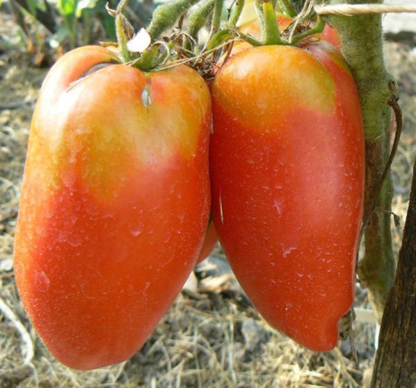 tomate piment bio une super tomate délicieuse